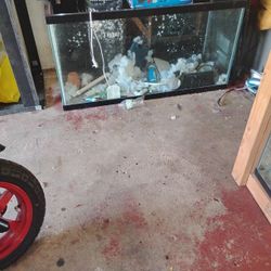 Fish Tank