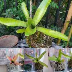 Bromeliad KOKEDEMA plants , Live Plants Exotic Bromediads c
