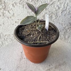 3 Inch Pot Succulent Plant- Tradescantia Fluminensis Lavender Variegata  - Wandering Jew Variegated - Rooted & Established - Drought Resistant - 🪴