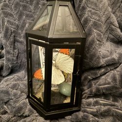 Preserved Butterfly Terrarium 