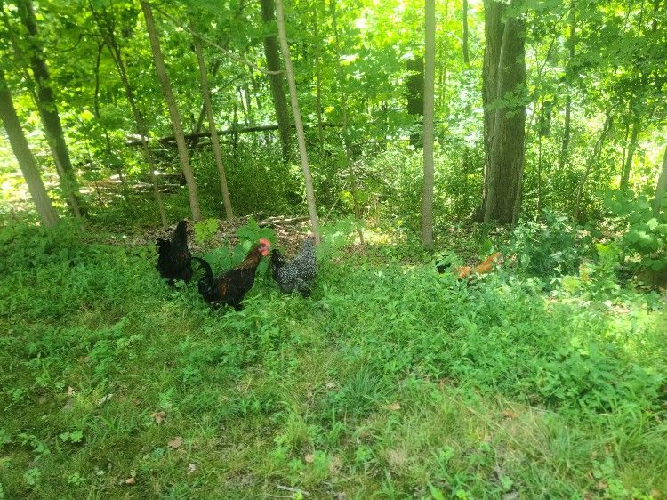 Roosters