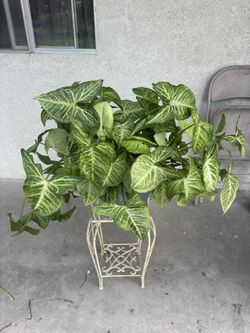 Plant