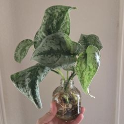 Live Plant Cuttings Scindapsus Pothos 