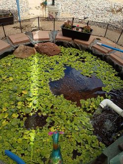 Pond plants