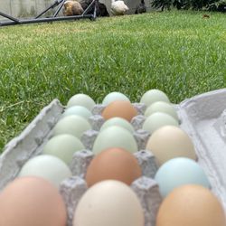 Fresh Eggs