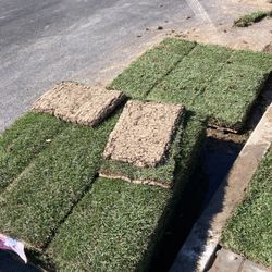 Sod Installation