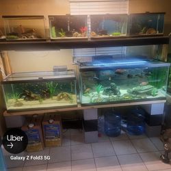 Fish And aquariums For Sale