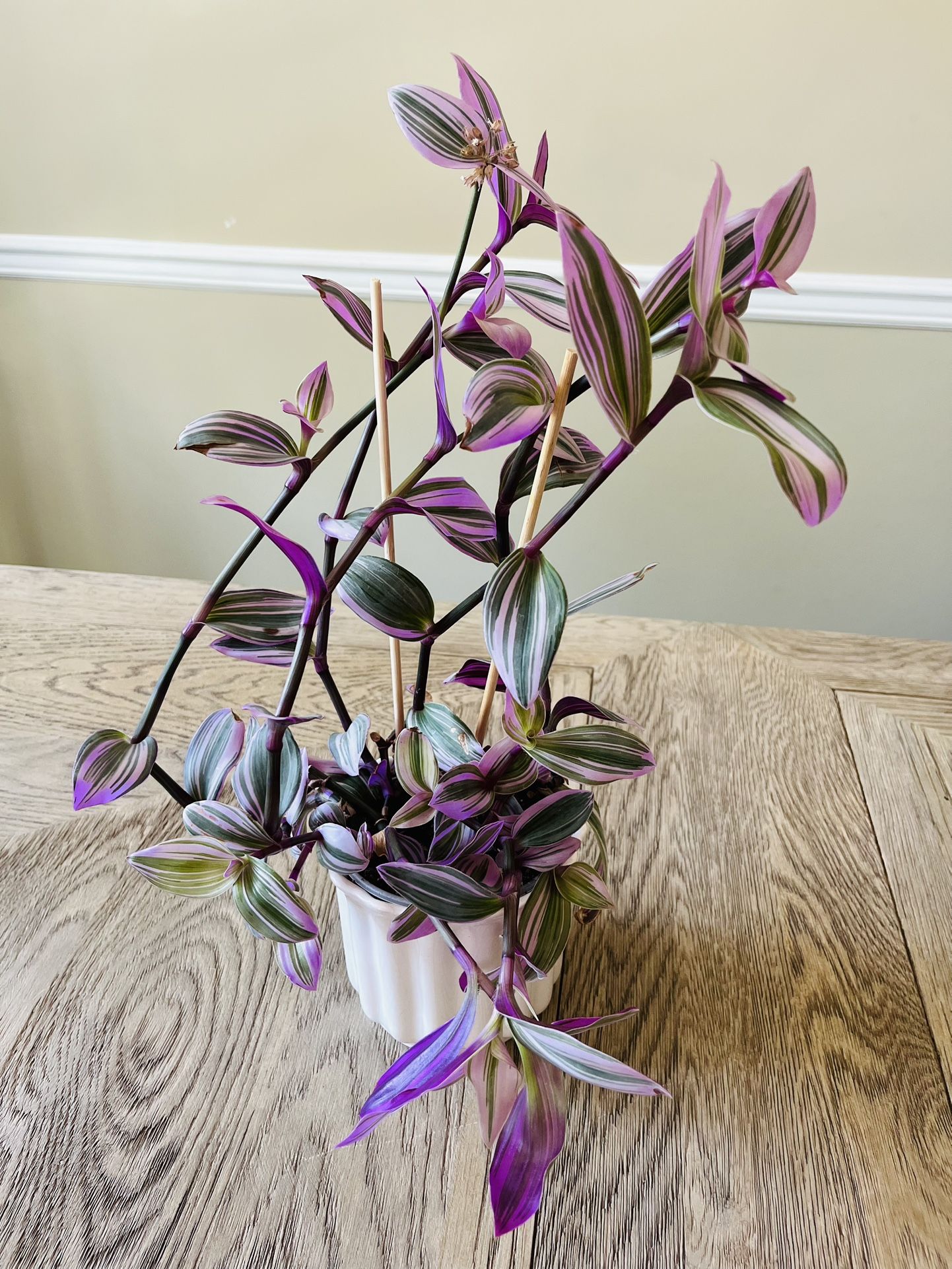 Large Tradescantia Nanouk Plants