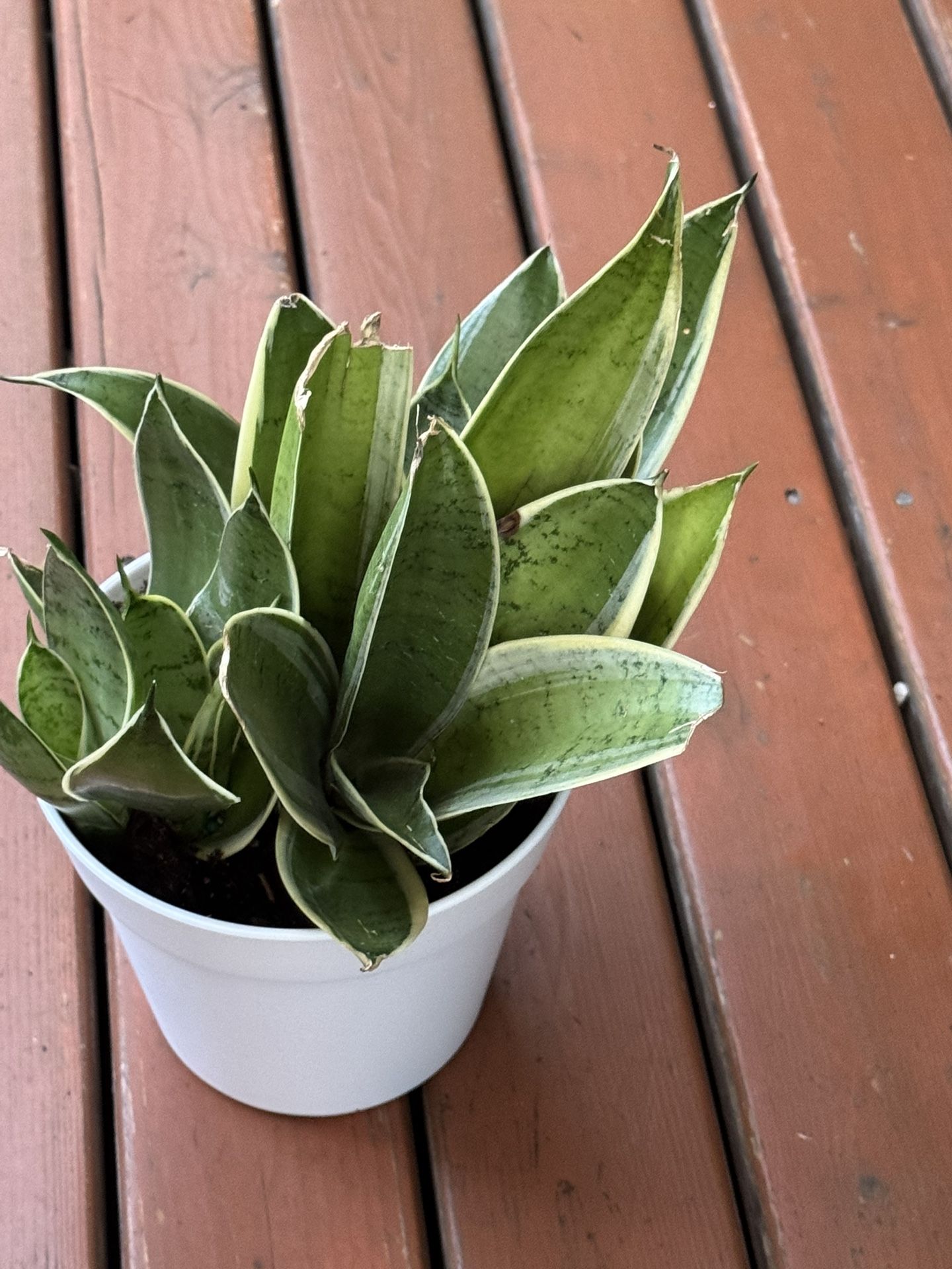 Snake Plant