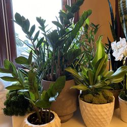 Indoor Plant Sale 🌿(individually priced)