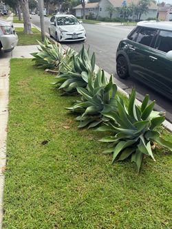 FREE Agave