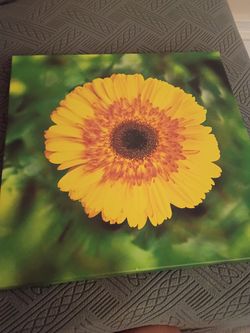 Sunflower picture