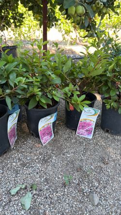 Pink azalea for sale
