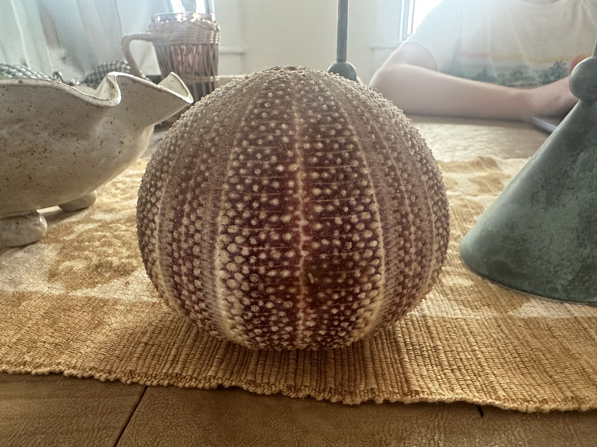Vintage Sea Urchin