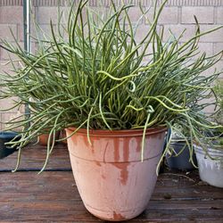 Big Beautiful Succulent 