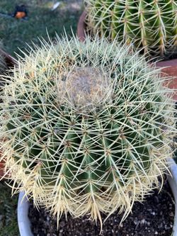 Barrel cactus