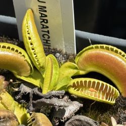 VERY RARE GERMAN FLYTRAP CLONES