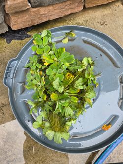 water lettuce