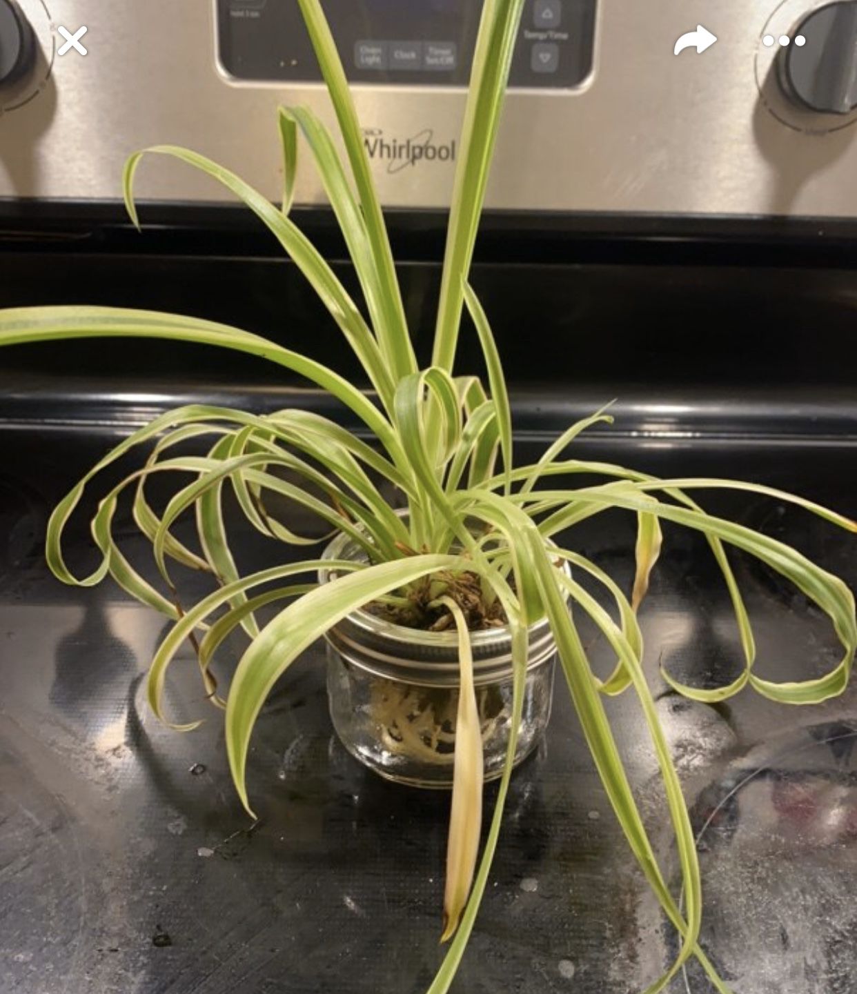 Baby spider plant