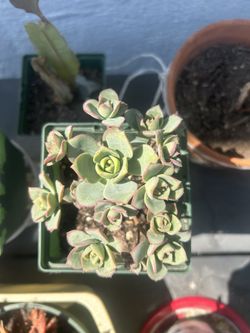 Aeonium Haworthii Succulent 