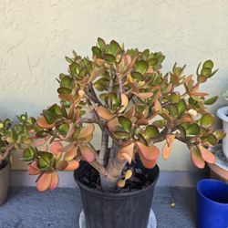 Jade Lucky Plant Medium  Size