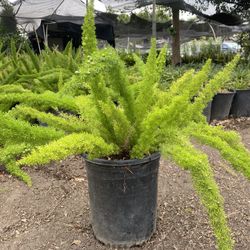 Foxtail Fern