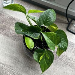 Golden Pothos Plant 