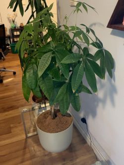 Easyplant Money Tree, full