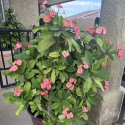 Very Large Crown of Thorns Plant, Bright Pink, $120 Firm Price!