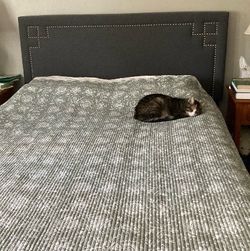 Queen Bedframe