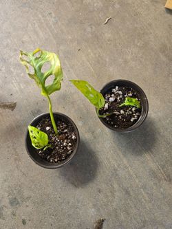 Min Monstera Swiss Chesse