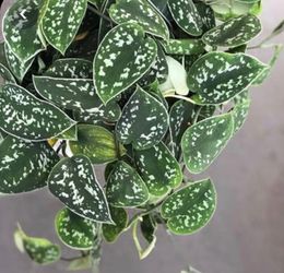 Lush Trailing Silver Satin Pothos Plant/ House Plant/ Indoor Plant/ Flower Patio Garden