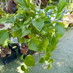 Plants (6”pot🌿Golden pothos $15)