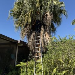 Palm and tree trimming
