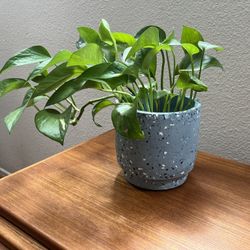 Ceramic Terrazzo Blue Plant Pot 