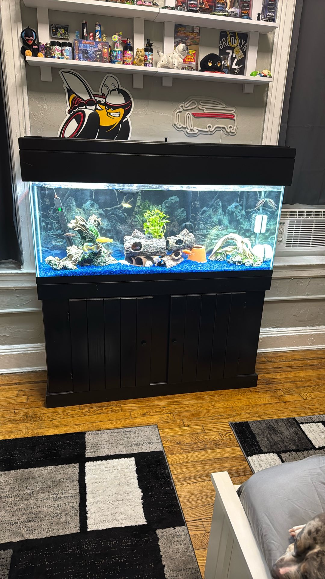 55 Gallon Fish Tank Setup