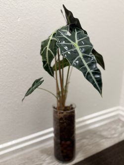 13” Alocasia amazonica for sale or trade