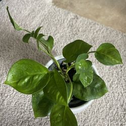 Global Green Pothos