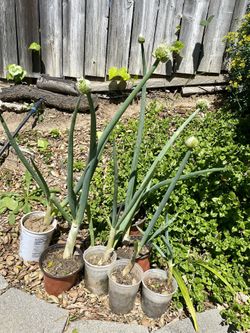 Organic Green Onion Plants Blooming