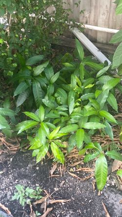 Mango tree 2 dollars each