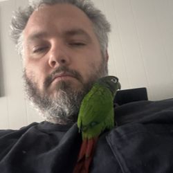Conure 