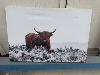 3 Highland Cattle Canvases 