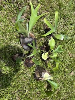 Staghorn Stag horn pups Not mounted $25 takes all