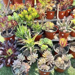 Variety Of Succulents Plants 