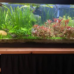 Joe’s Aquatic Realm559 