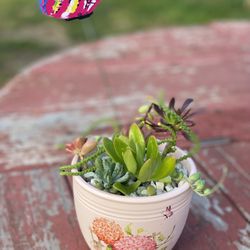 Succulent Arrangement 