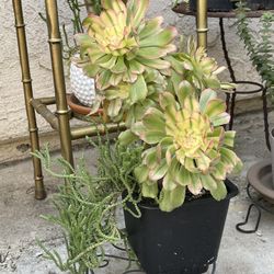Beautiful Succulent 
