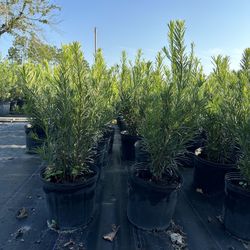 Podocarpus Plants 3 Gal