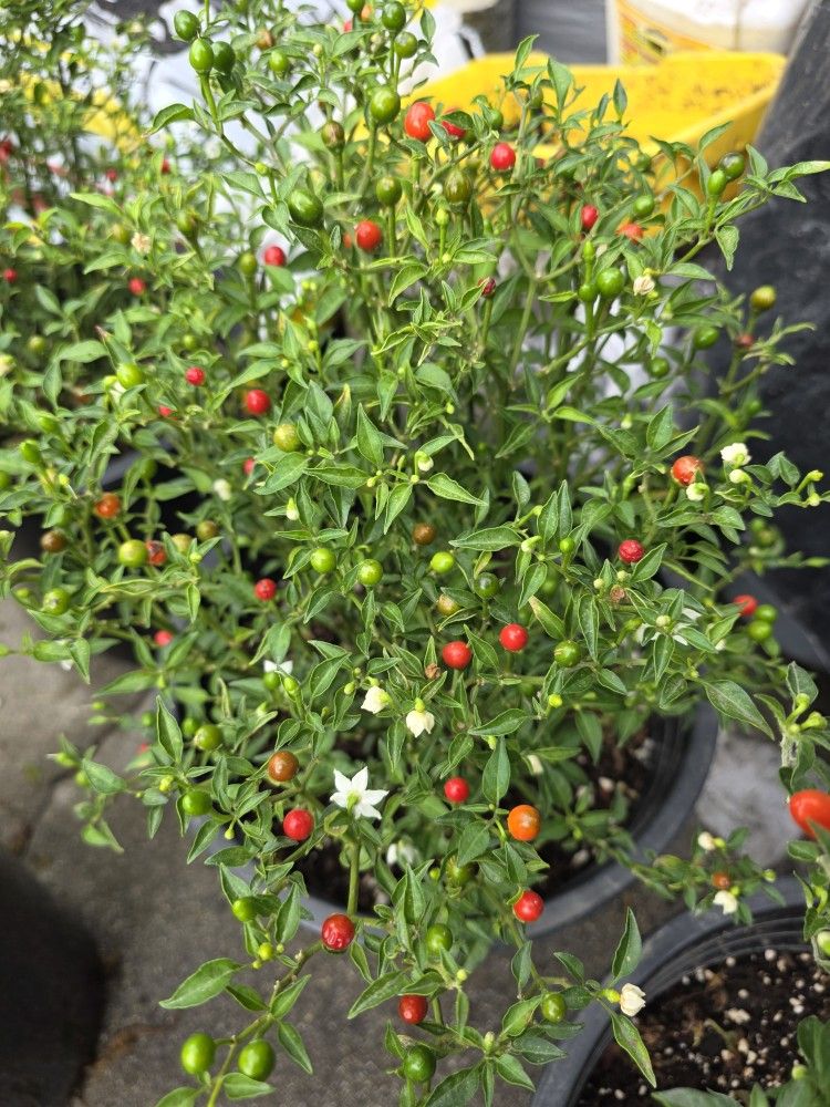 Planta De Chile Chiltepin