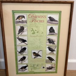 Darwin's Finches Limited Edition Framed Poster